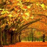 打击儿童色情 I 梧桐树 I Phoenix Tree