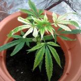 Слив бич резерв