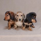 Купить Щенка таксы. Объявления.