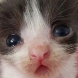 анонимные пукпуки бабах