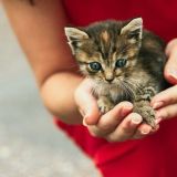 Пристрой кота (г.Рубцовск),помощь бездомным животным.