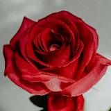 Красивые стихи