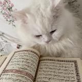 Krokysvideo КРОКУС СТРЕЛЬБА Ttq335