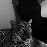 Shakhin’s kiss💋