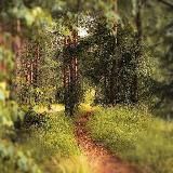 — Fᴏrᴇsᴛ ᴏf Drᴇᴀʍs ๑