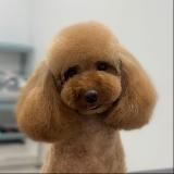 Смирнова Про Груминг