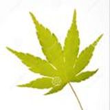 Японский клен