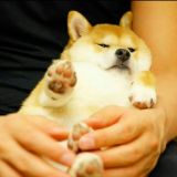 Gesù girello Alessio senza pisello