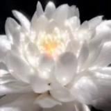 𝕳𝖊𝖗𝖟𝖊𝖓𝖘𝖜𝖆𝖍𝖗𝖍𝖊𝖎𝖙𝖊𝖓 🪷•*🧚♀️*☀️🕉☀️*🧚*•🪷