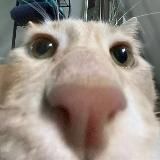 Хранилище котячьих гифок