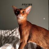 КОШЕК ЧАТИК 🐾