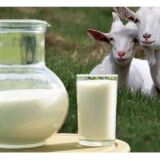 Козье Молоко в Ташкенте.