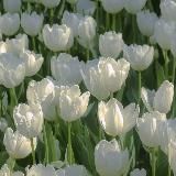 ♡~𝕃𝕚𝕗𝕖 ℕ𝕚𝕜𝕦𝕝𝕚~♡