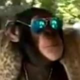 Monkey Business Crypto