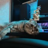 Sharkunchik Everyday 🐱