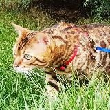 Смешной бенгальский кот