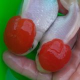 🐠 AKVARIUM BALIKLARI UZB🇺🇿🇺🇿🇺🇿🇺🇿🇺🇿🇺🇿🇺🇿🇺🇿🇺🇿