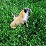 "НАДЕЖДА на ЖИЗНЬ" Дом 🏡 приют для животных и животных инвалидов