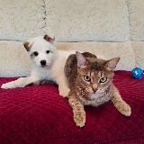 Фродо&Бэлла&😸😸😸