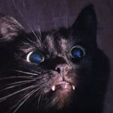 Котики и тлен