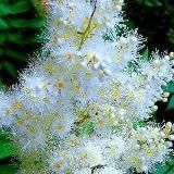 🍃🌿🌱ЗДОРОВЬЕ/ДОЛГОЛЕТИЕ 🍀🌿☘️