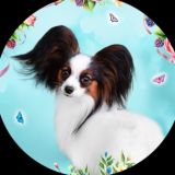 Bogema Presents 🦋 питомник папийоны