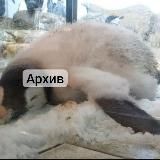 камика АРХИВ ТОЧНО ОК