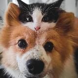 йокккосо и 6 его личностей