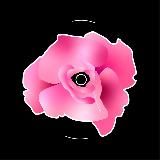 Garden of Iranian roses