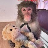 Monkeys Gifs/stickers 🍌