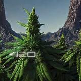 420 Cannabis Club 🇹🇭 Thailand