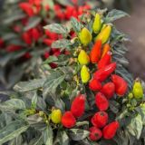 Записки селекционера / RIJDER SEEDS