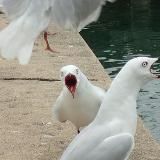 Арктические чайки