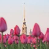 Петроградский район СПб