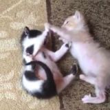 идеология девушек