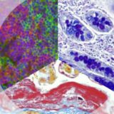 Гістологічні препарати🔬