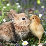 Факты о Животных