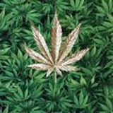 $$$ CRAZY SHOP NATUR $$$♐️