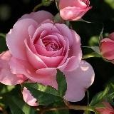 Вязание как стиль жизни. Схемы, идеи, описания