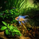 ВАШ АКВАРИУМ Тучково