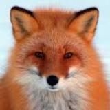 Приколы😂 Смешные животные😂