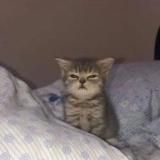 Кто мяукает¿ | Allexrt