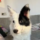 ЛАПУСИ РАЙОТ