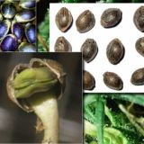 КУЛЬТУРА🌱