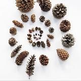 Из мха и шишек к стратегии роста с Ксенией Поповой