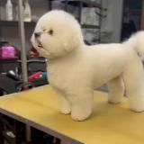 Балути🐯 сеть груминг салонов. Москва. Стрижка собак и кошек с 2010 года. Породный тримминг. Экспресс линька.🐶😺