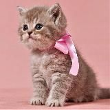 уникальные языки и темки