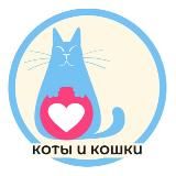 Коты и кошки