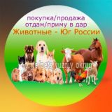 Животные - Юг России. Продажа/покупка/отдам/приму в дар/вязка