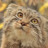 🏪MS-Shop News🏪